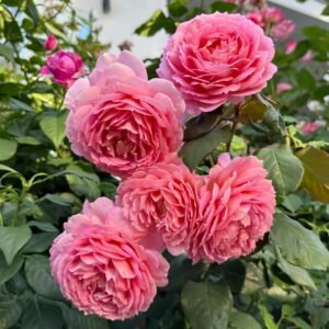 Jubilee Celebration Rose