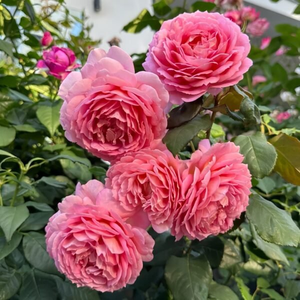 Jubilee Celebration Rose