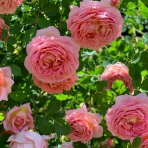 Jubilee Celebration Rose