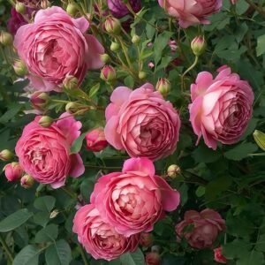 Jubilee Celebration Rose