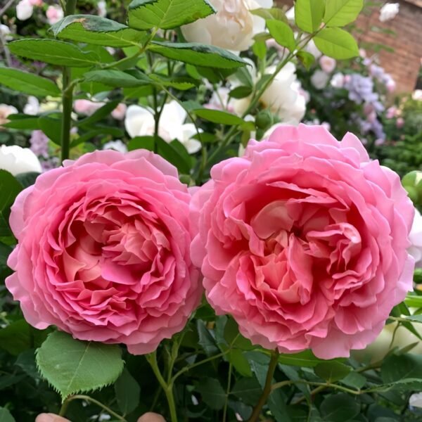 Jubilee Celebration Rose