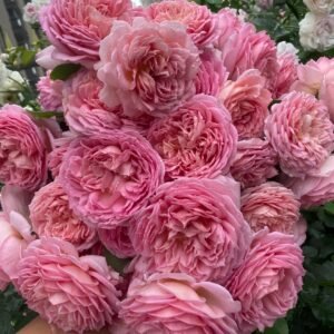 Jubilee Celebration Rose