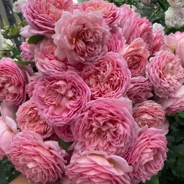 Jubilee Celebration Rose