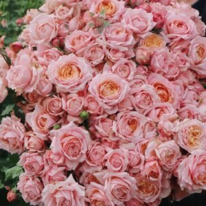 Julietta Rose Plant|朱莉叶塔 - 图片 10