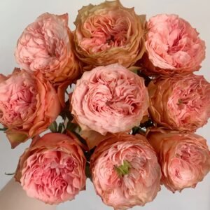 Kahala Rose