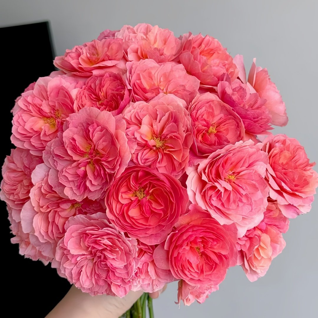 Kaori Kazari Rose Plant|香织装饰– bloommyrose.com