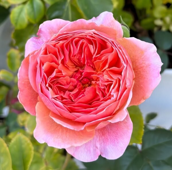 Kaori Kazari Rose