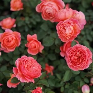 Kaori Kazari Rose
