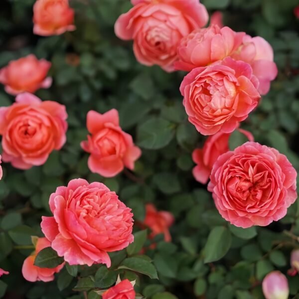 Kaori Kazari Rose