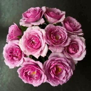 Lavender Flower Circus Rose