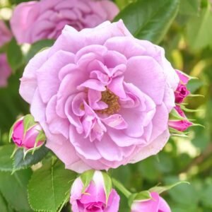 Lavender Flower Circus Rose