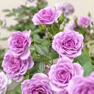 Lavender Flower Circus Rose