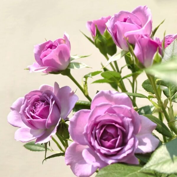 Lavender Flower Circus Rose