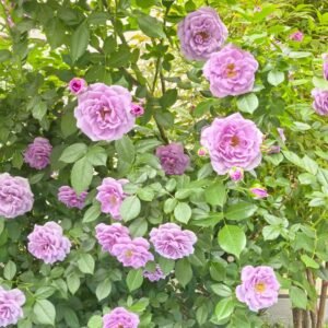 Lavender Flower Circus Rose