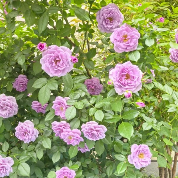 Lavender Flower Circus Rose