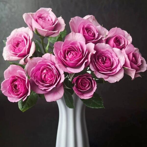 Lavender Flower Circus Rose