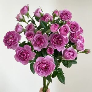 Lavender Flower Circus Rose
