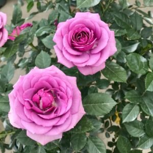 Lavender Flower Circus Rose