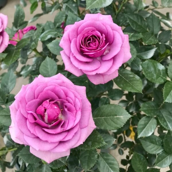 Lavender Flower Circus Rose