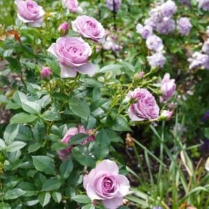 Lavender Flower Circus Rose