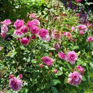 Lavender Flower Circus Rose