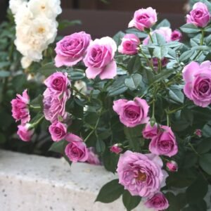 Lavender Flower Circus Rose