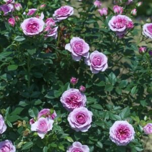 Lavender Flower Circus Rose