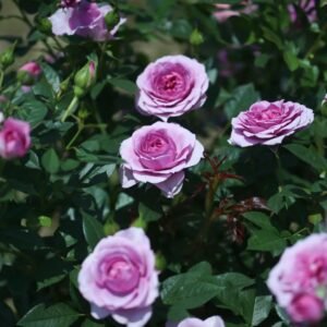 Lavender Flower Circus Rose