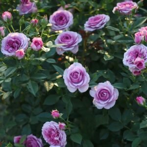 Lavender Flower Circus Rose
