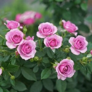 Lavender Flower Circus Rose