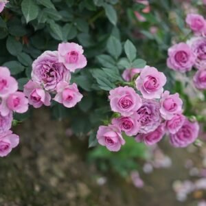 Lavender Flower Circus Rose