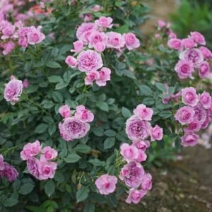 Lavender Flower Circus Rose