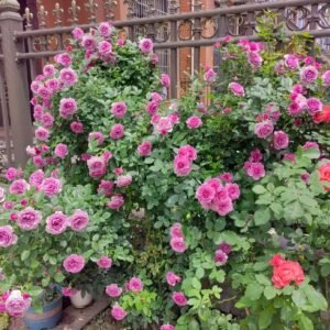 Lavender Flower Circus Rose