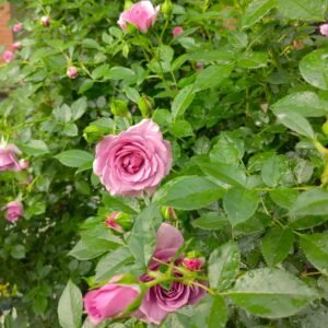Lavender Flower Circus Rose
