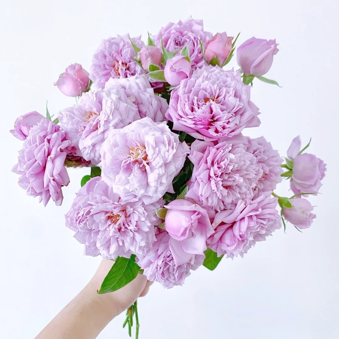 Le Ciel Bleu Rose Plant| 蓝色天空/青空 – bloommyrose.com