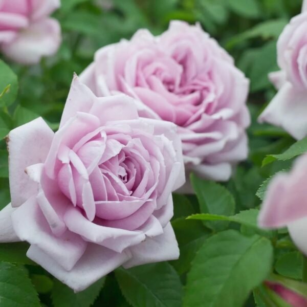 Le Ciel Bleu Rose
