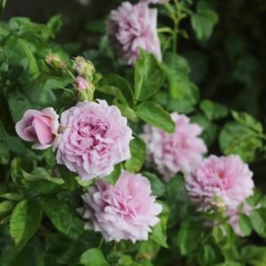 Le Ciel Bleu Rose