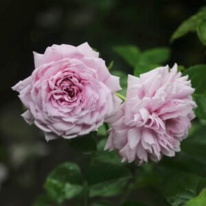 Le Ciel Bleu Rose