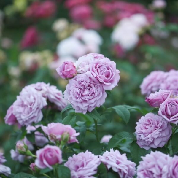 Le Ciel Bleu Rose
