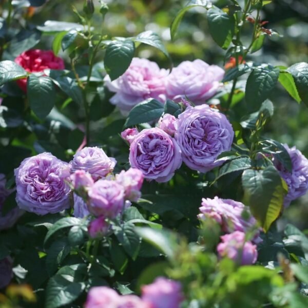 Le Ciel Bleu Rose
