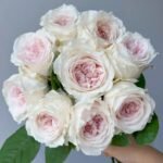 Les fraises Rose