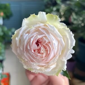 Light Makeup Rose