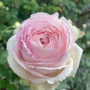 Light Makeup Rose