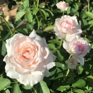 Light Makeup Rose Plant|薄化妆 - 图片 10