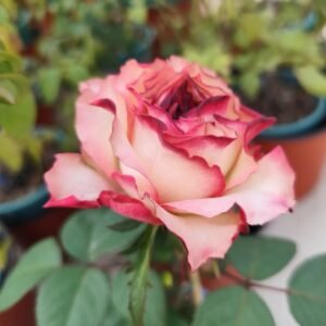 Medusa Rose