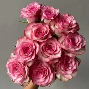 Medusa Rose