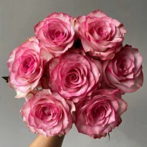 Medusa Rose