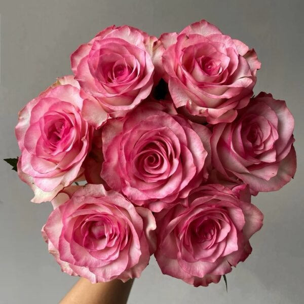 Medusa Rose