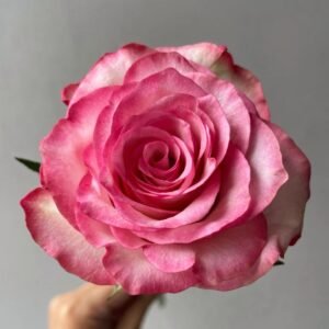 Medusa Rose