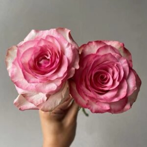 Medusa Rose